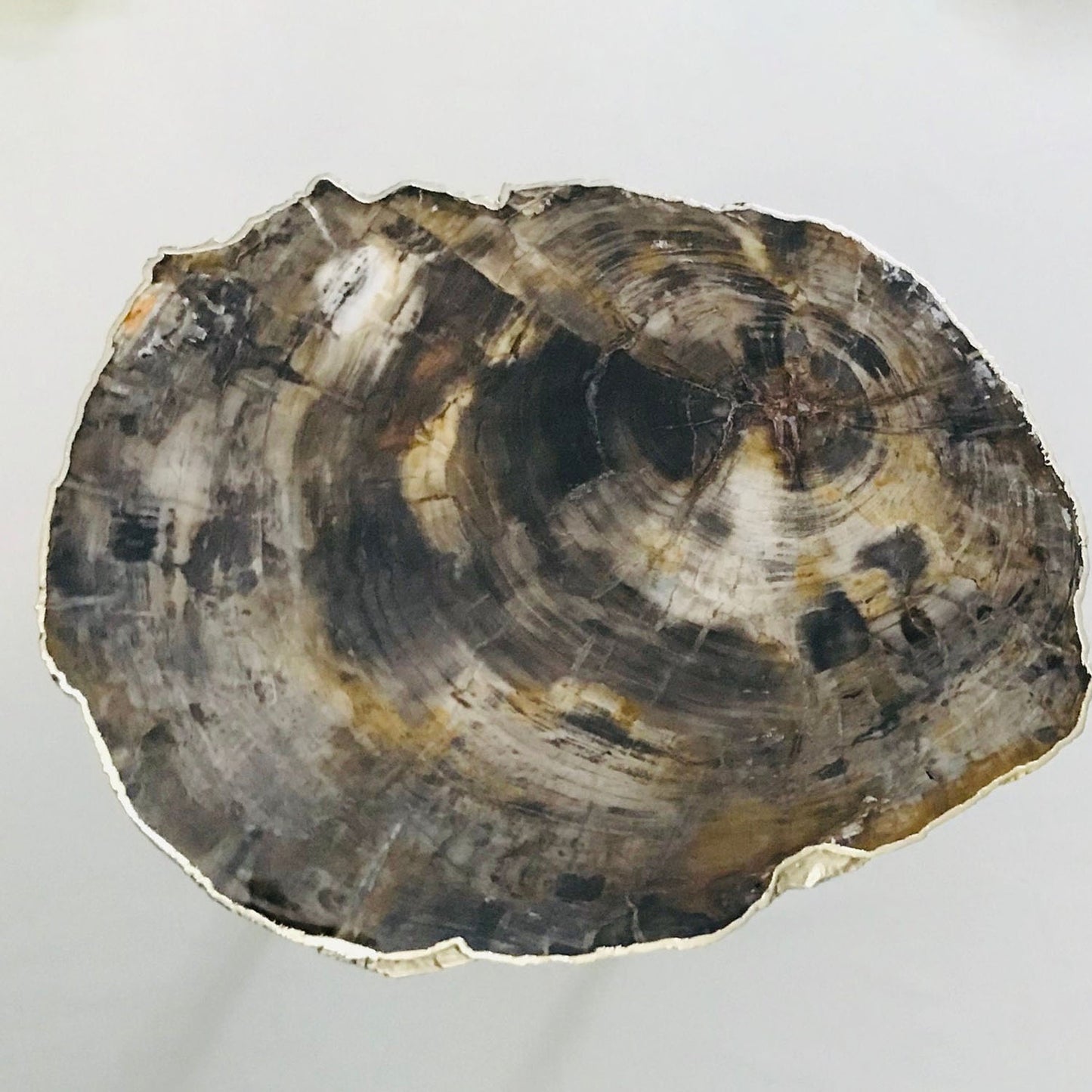 Petrified Wood Agate/Single Piece/Crystal/Gemstone/Quartz Organic Edge Side/Coffee/Table