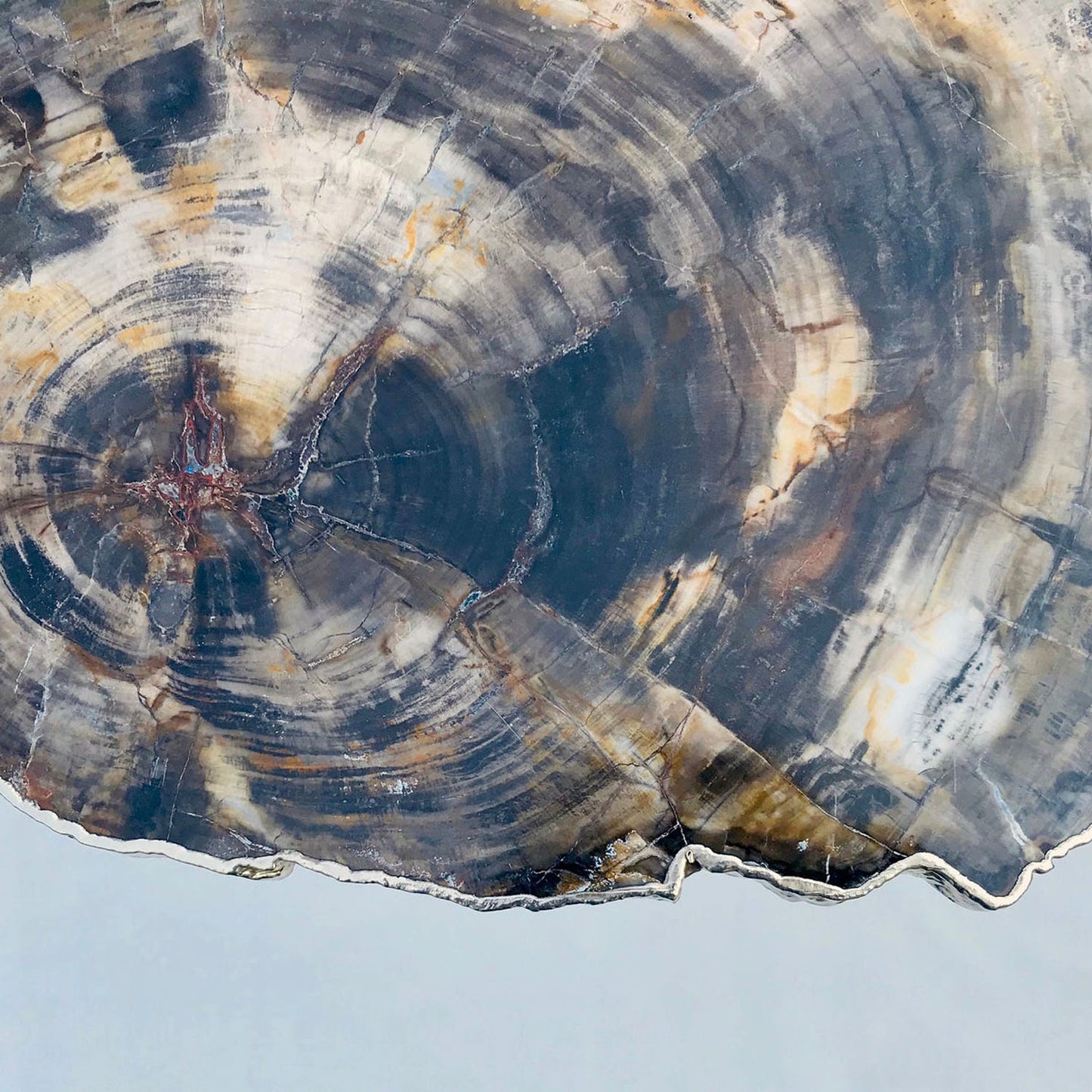 Petrified Wood Agate/Single Piece/Crystal/Gemstone/Quartz Organic Edge Side/Coffee/Table