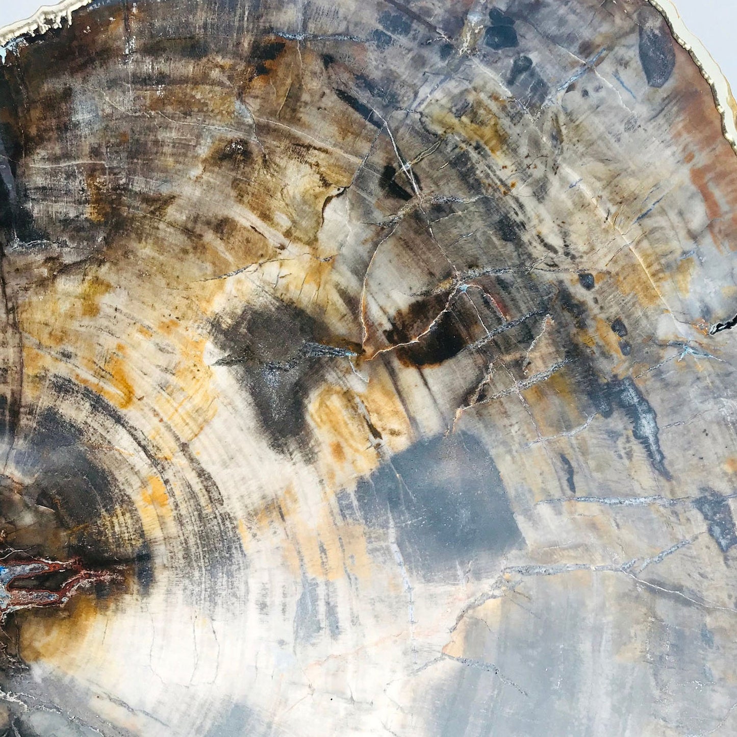 Petrified Wood Agate/Single Piece/Crystal/Gemstone/Quartz Organic Edge Side/Coffee/Table